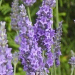 Lavandula x intermedia 'Fragrant Memory' - Levendula