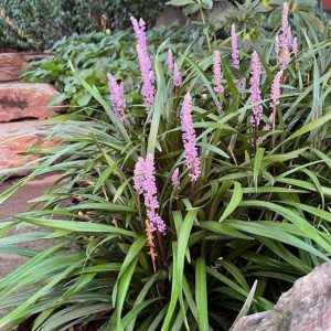 Liriope muscari 'Lilac Wonder' - Gyöngyikés gyepliliom