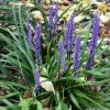 Liriope muscari 'Moneymaker' - Gyöngyikés gyepliliom