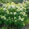 Hydrangea paniculata 'Little Lime'