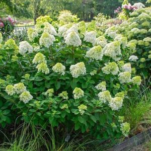 Hydrangea paniculata 'Little Lime'