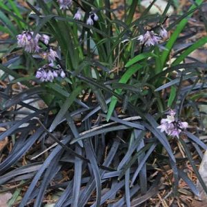 Ophiopogon planiscapus 'Niger'  Fekete kigyószakáll