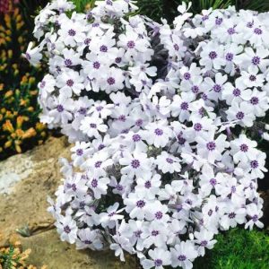 Phlox subulata 'Bavaria' - Árlevelű lángvirág