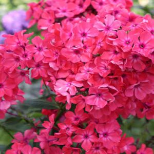 Phlox paniculata 'Starfire' - Lángvirág