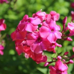 Phlox paniculata 'Tenor' - Lángvirág