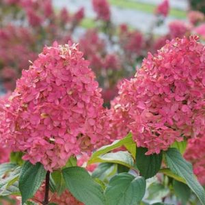 Hydrangea paniculata 'Quick Fire Fab'