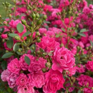 Rosa 'Lovely Fairy'