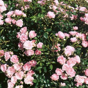 Rosa 'The Fairy'