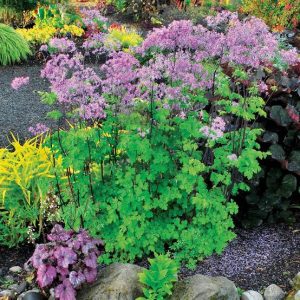 Thalictrum aquilegifolium 'Black Stockings' -  Erdei borkóró