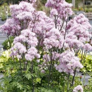 Thalictrum aquilegifolium 'Nimbus Pink' -  Erdei borkóró