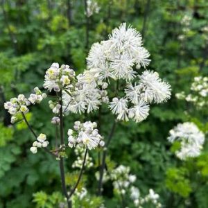 Thalictrum aquilegifolium 'Nimbus White' -  Erdei borkóró