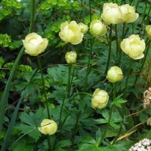 Trollius x cultorum 'Alabaster' - Zergeboglár