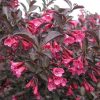 Weigela florida 'Alexandra'