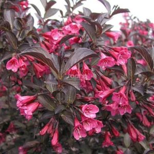 Weigela florida 'Alexandra'