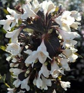 Weigela florida 'Black and White'