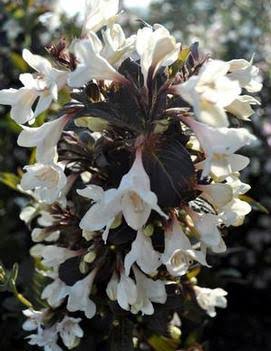 Weigela florida 'Black and White'