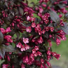 Weigela florida 'Minor Black'