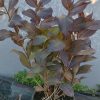 Weigela florida 'Minor Black' - Image 3
