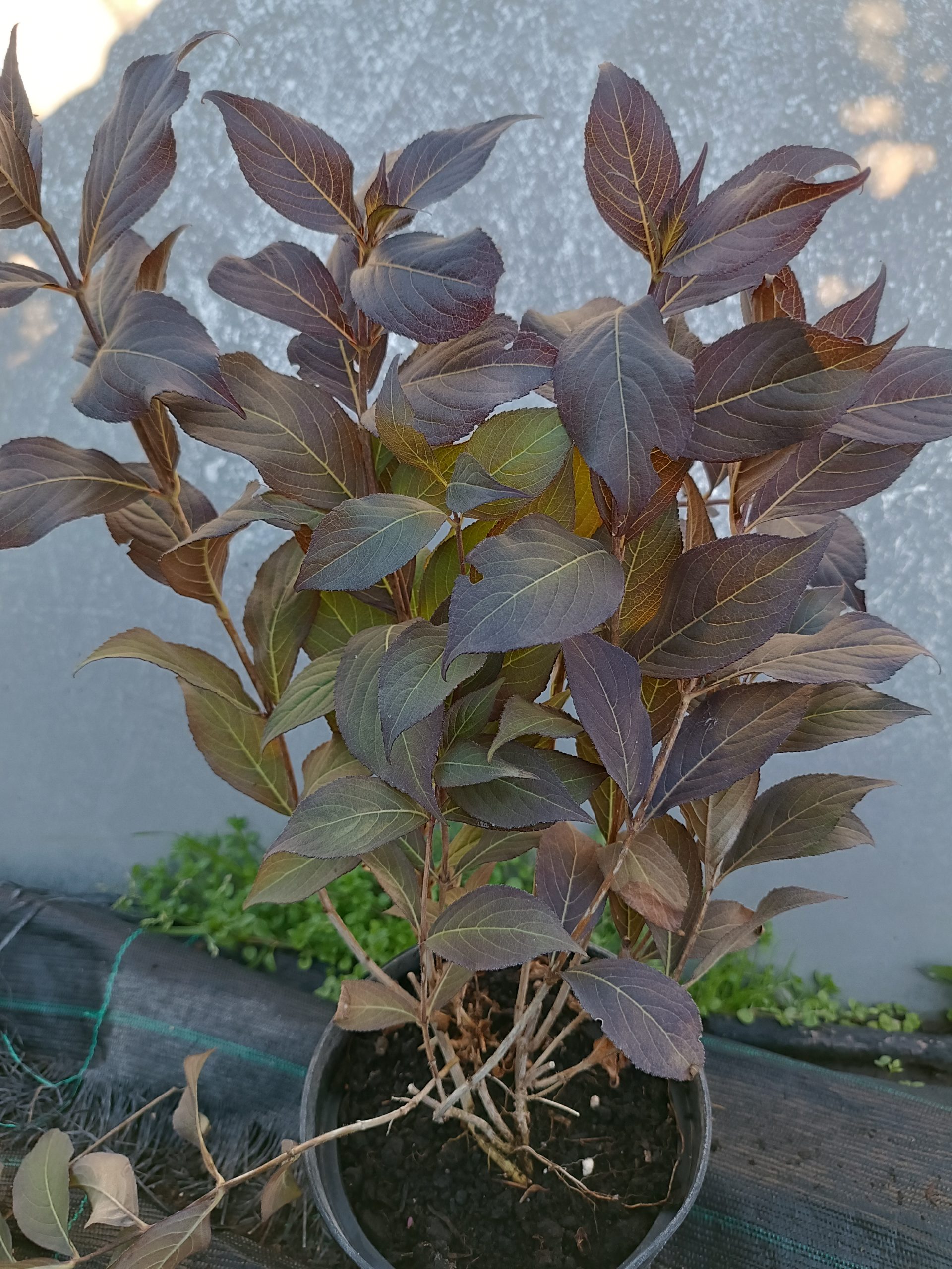 Weigela florida 'Minor Black' - Image 3