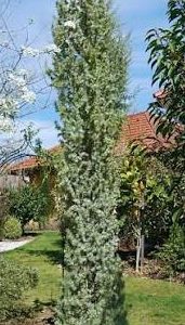 Cedrus atlantica 'Fastigiata Glauca'