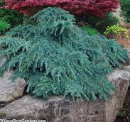 Cedrus deodara 'Feelin Blue'