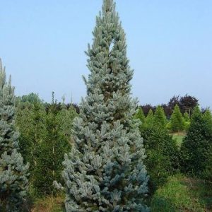 Picea pungens 'Iseli Fastigiata'