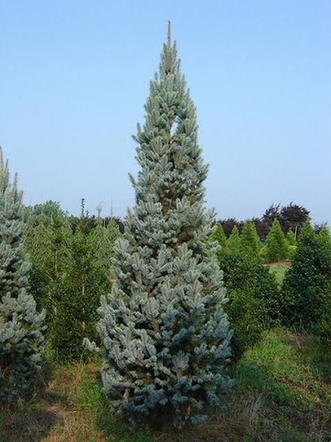 Picea pungens 'Iseli Fastigiata'