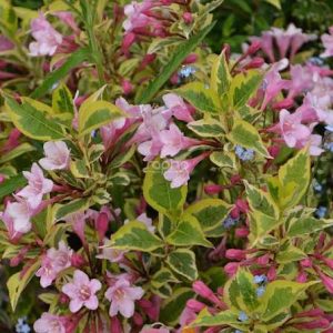 Weigela florida 'Magical Rainbow'